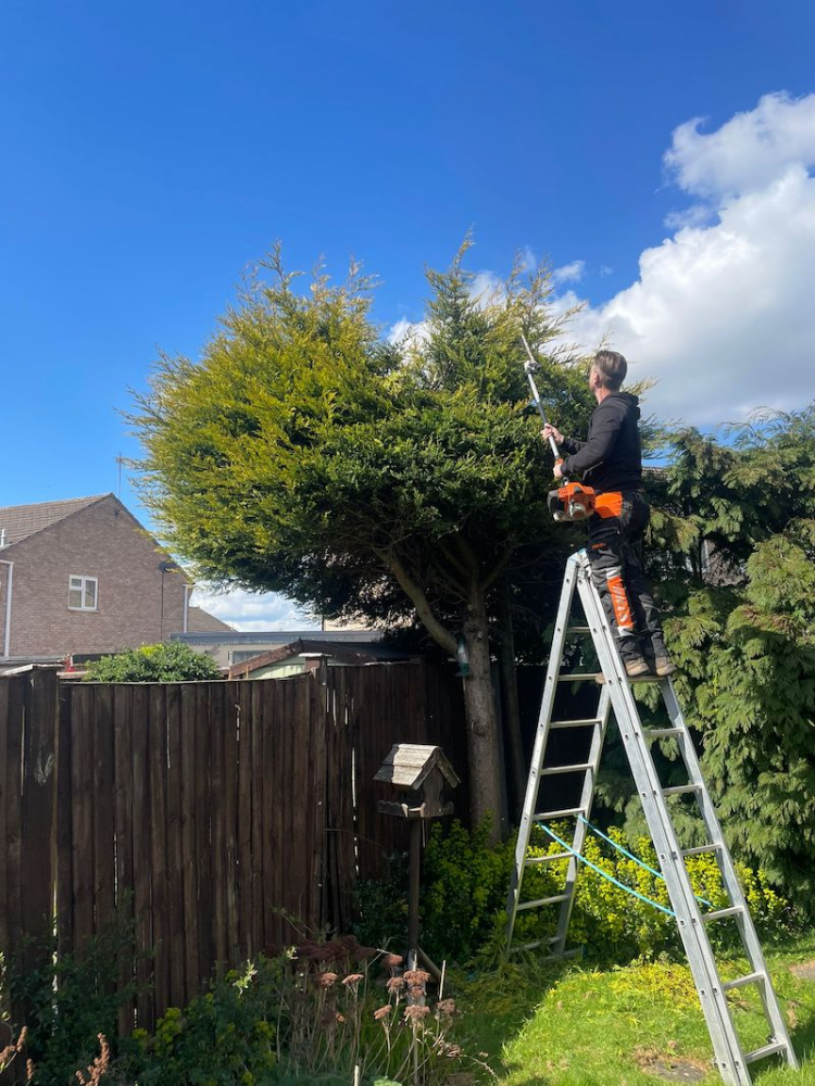 quality tree surgeon cutting back tree