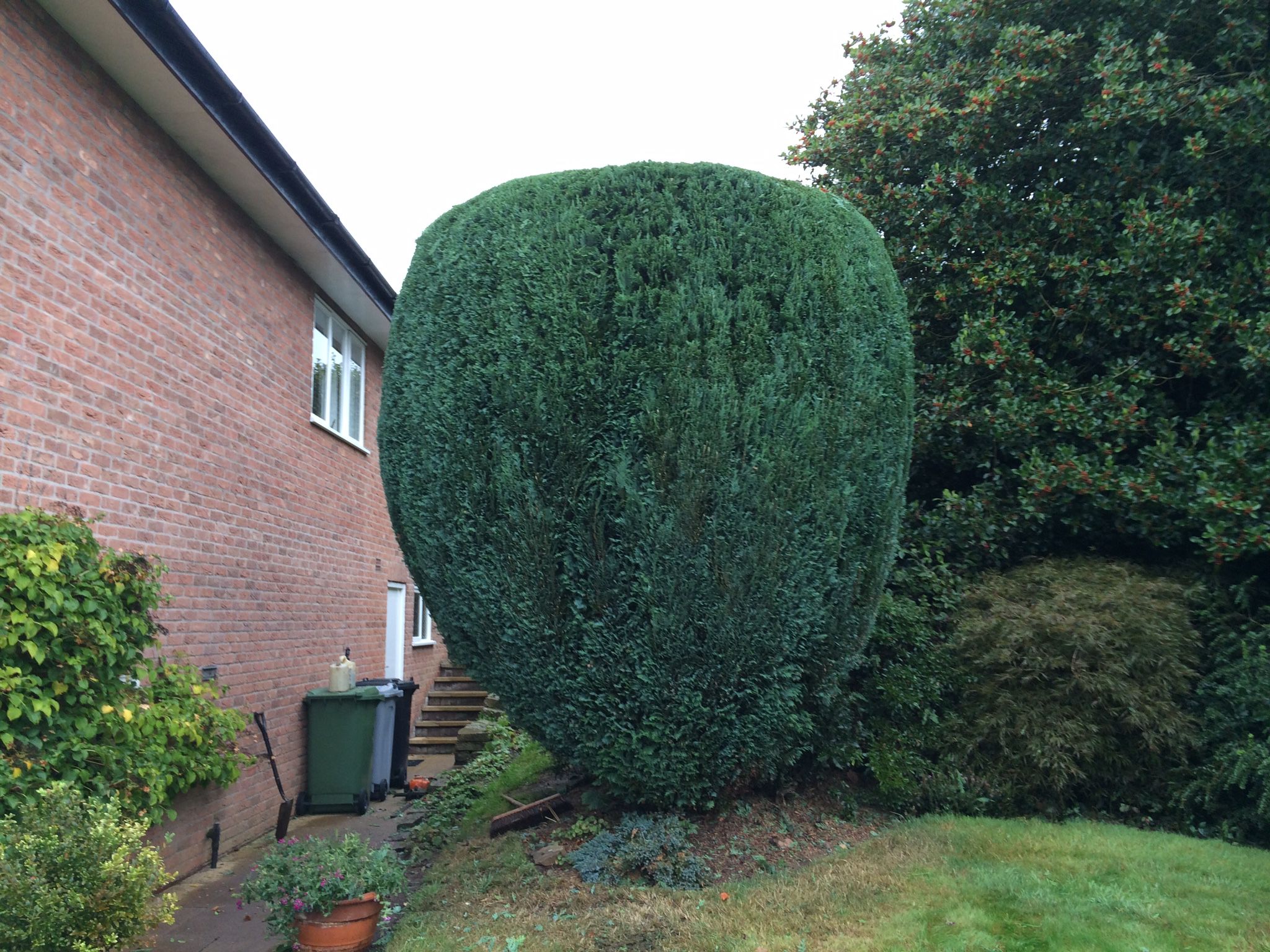 Conifer & Hedges Trimmed Back in Derby Herring Tree Service