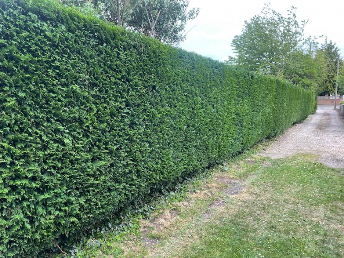 large hedge trimmed