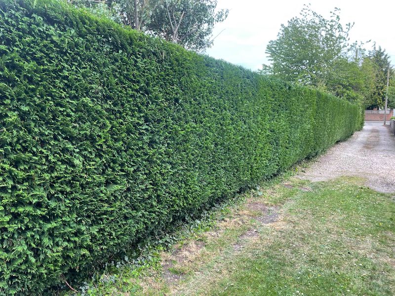 large hedge trimmed