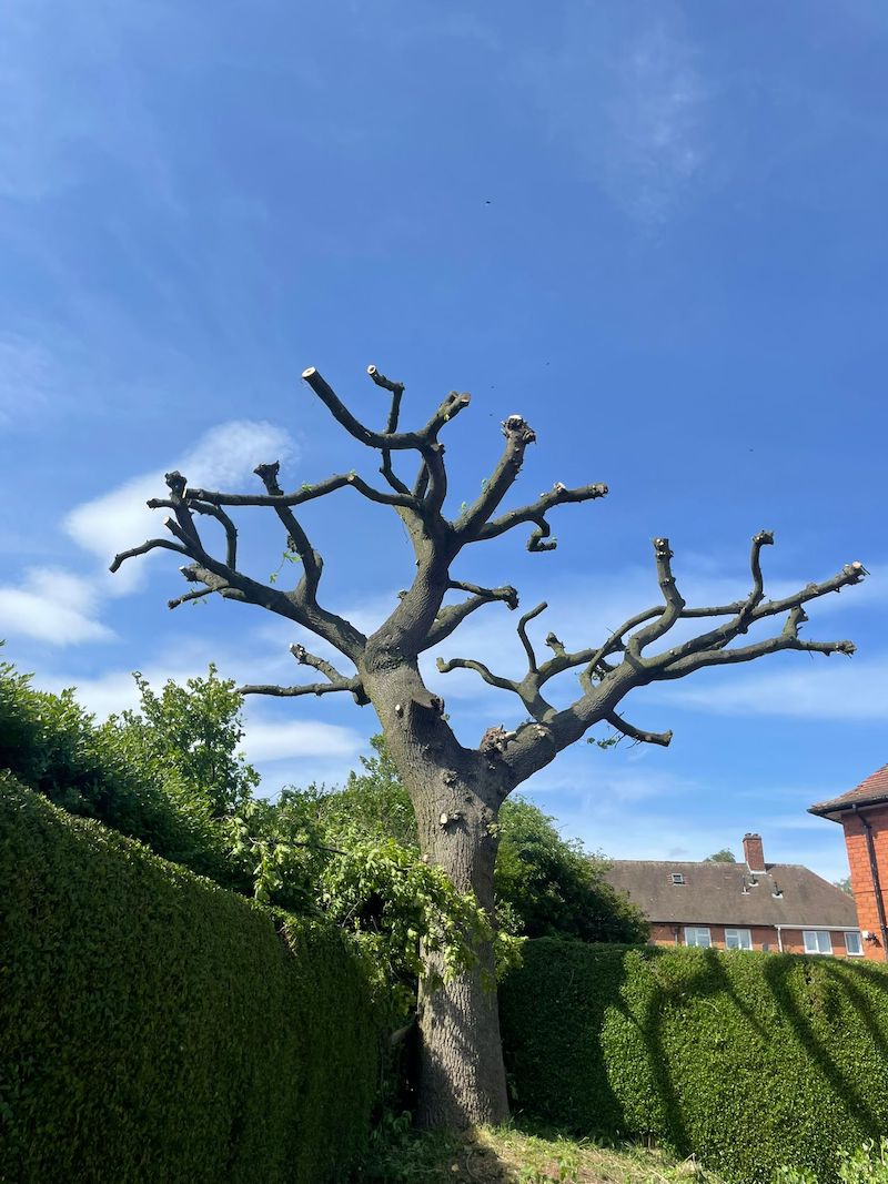 Large Oak Tree Pollarded Derby Tree Pollarding Derby