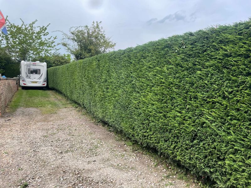 long conifer hedge trimmed