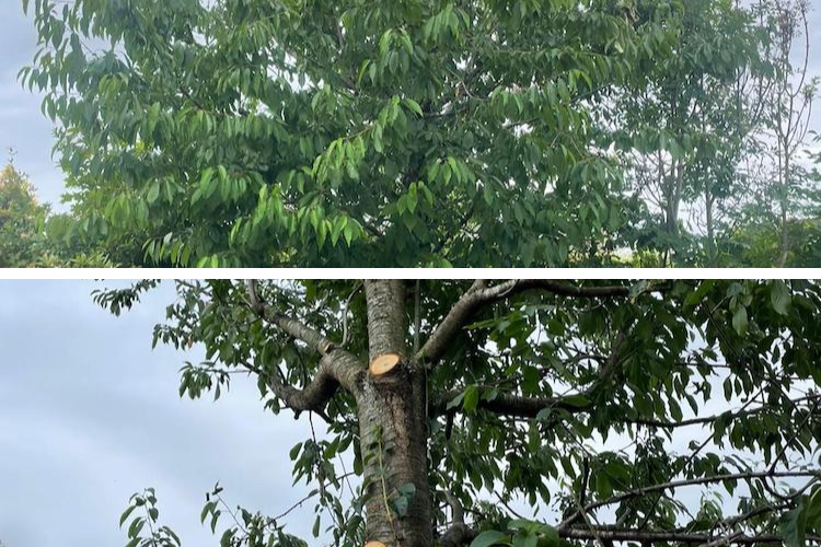 before and after cherry tree removal