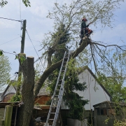 Tree Felling in Derby