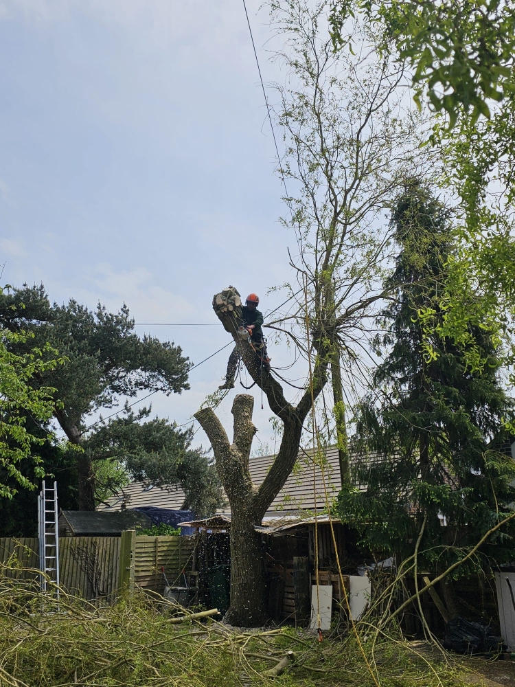 Tree Felling in Derby