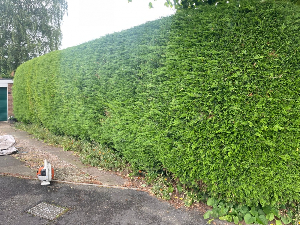 hedge trimming Ilkeston