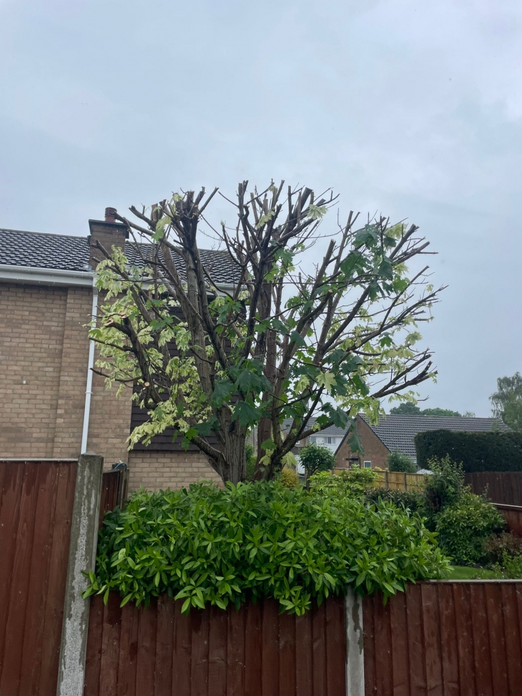 Tree Pruning Services in Long Eaton