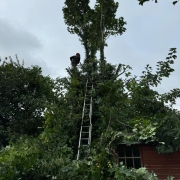 tree reduction nottingham