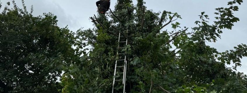 tree reduction nottingham