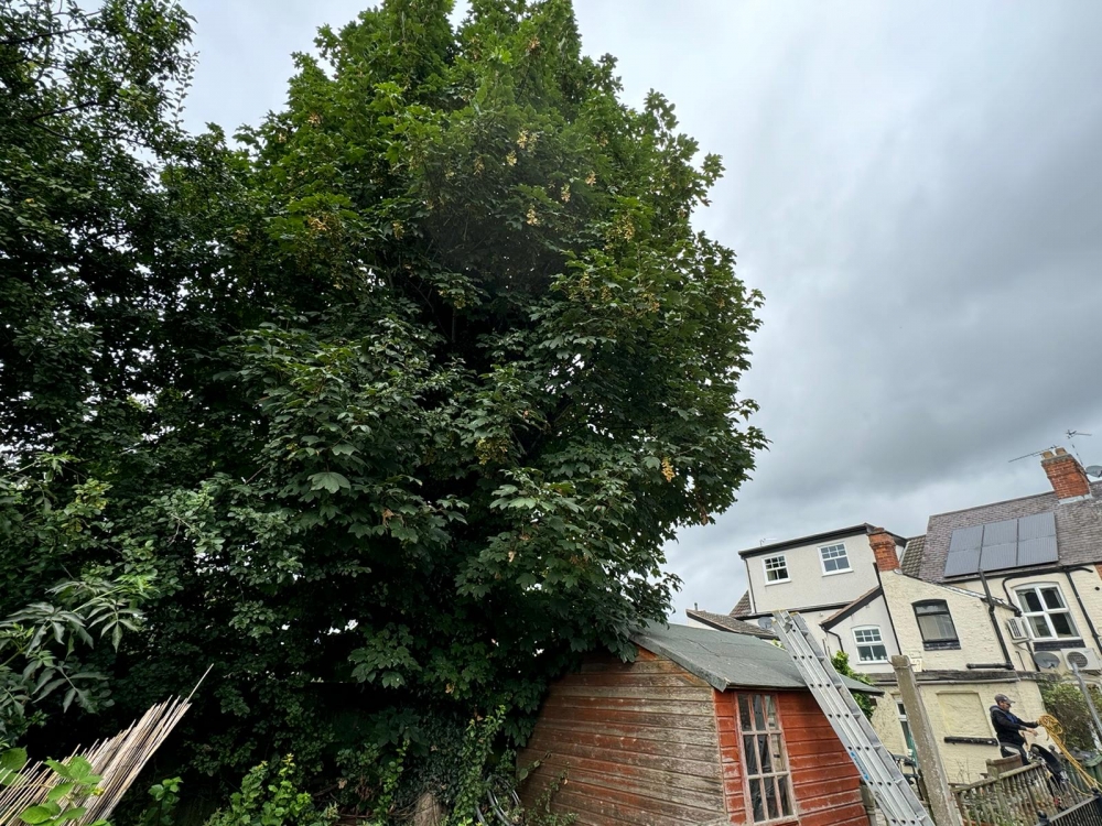 tree reduction nottingham