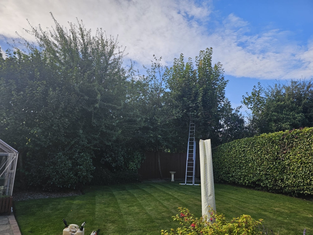 Hedge Trimming Castle Donington