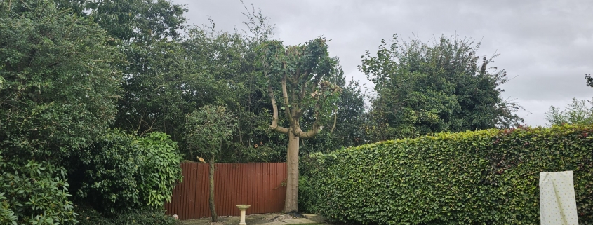 Hedge Trimming Castle Donington