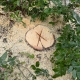 Stump Grinding in Retford