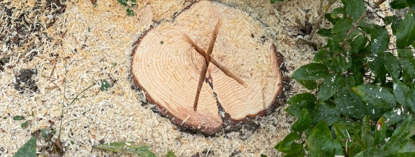 Stump Grinding in Retford