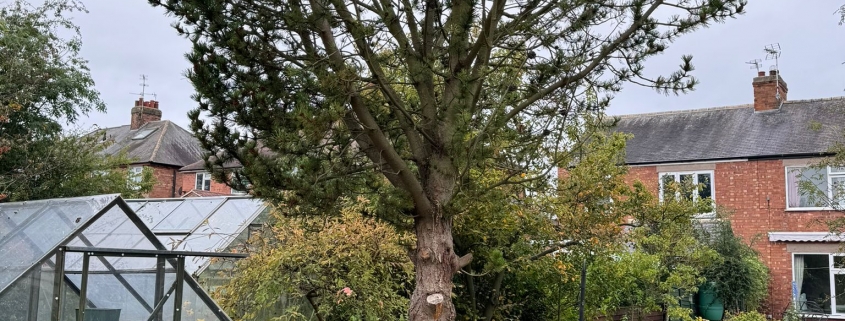 Tree Removal in Keyworth, Nottingham