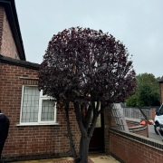 Tree Pruning in Toton