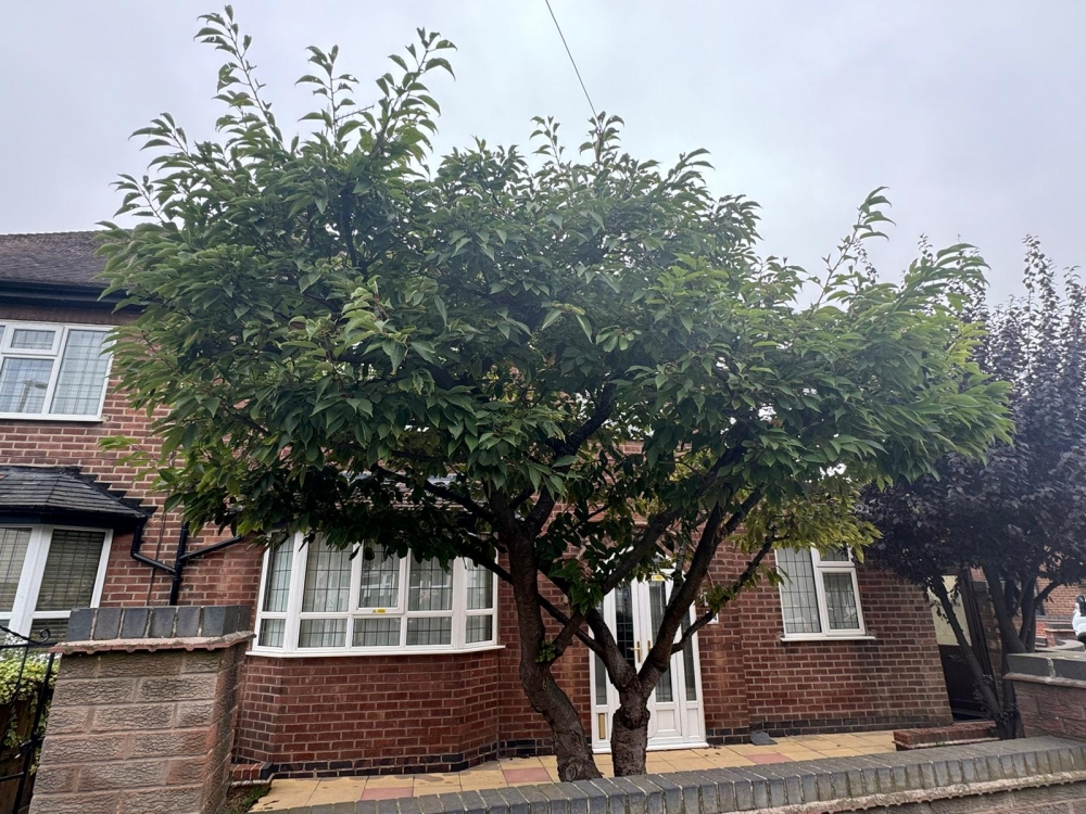 tree pruning Ilkeston