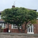 tree pruning Ilkeston