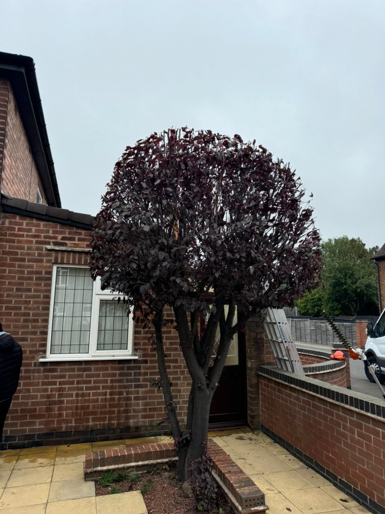 tree pruning Ilkeston