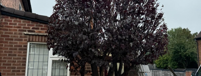 Tree Pruning in Toton
