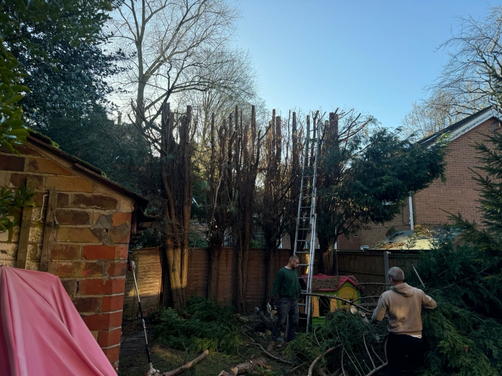 Fir tree Reduction in Nottingham