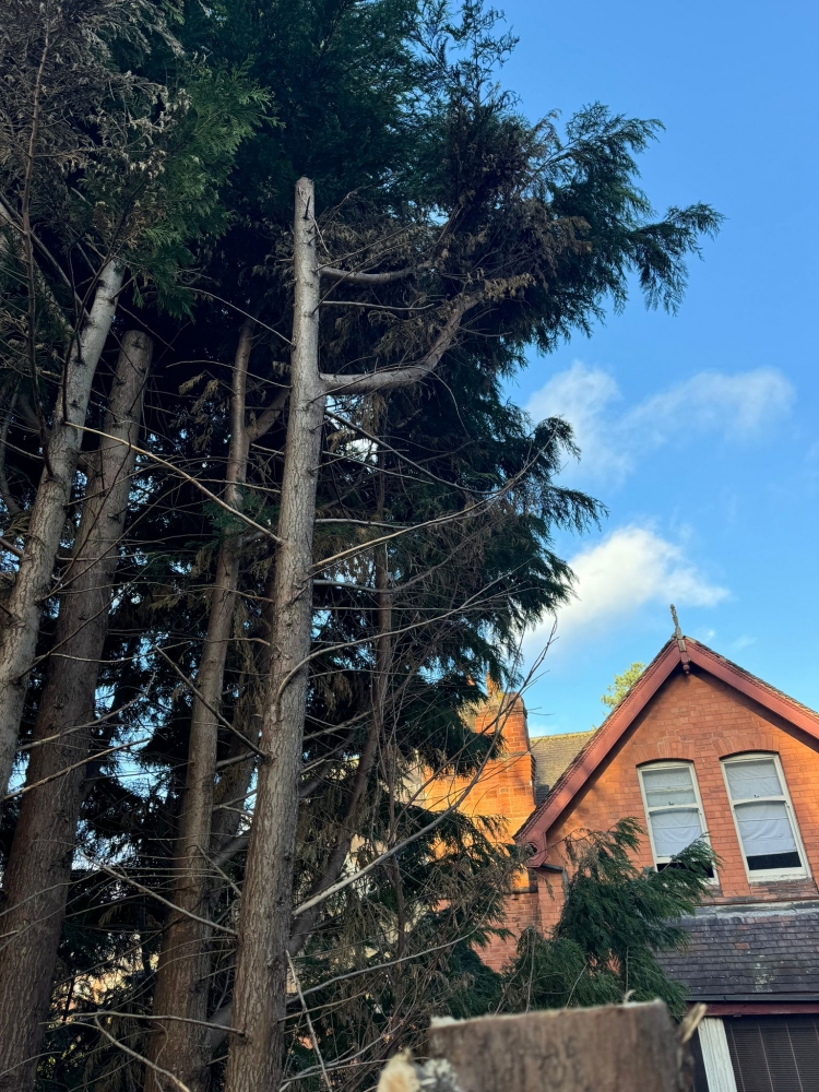 Fir tree Reduction in Nottingham