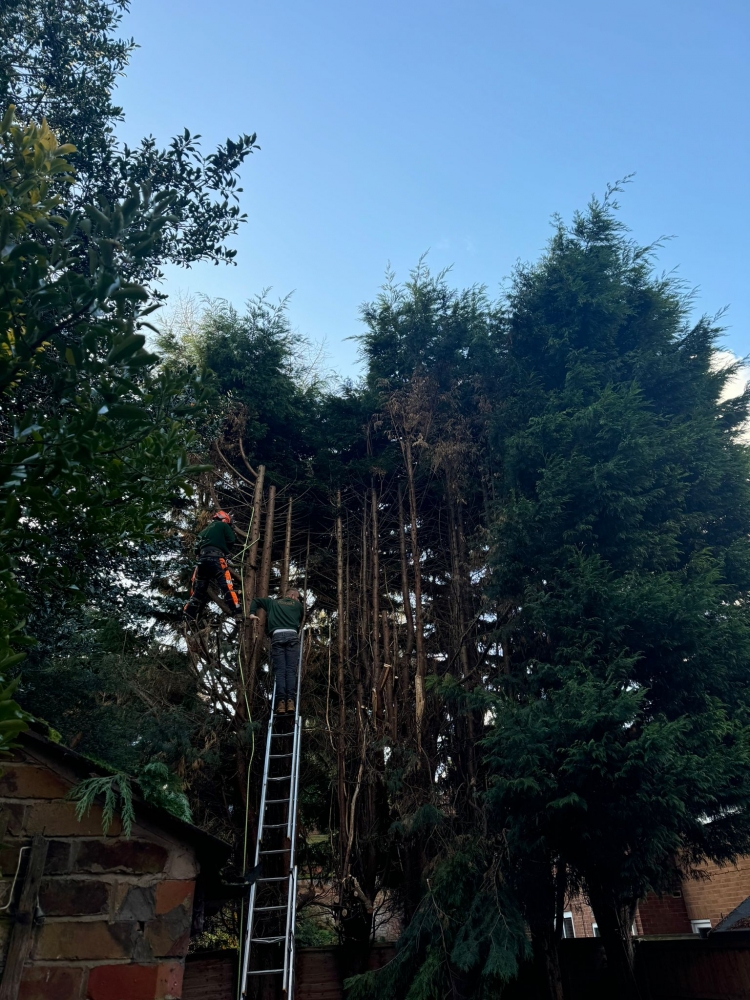 Fir tree Reduction in Nottingham