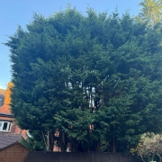 Fir tree Reduction in Nottingham