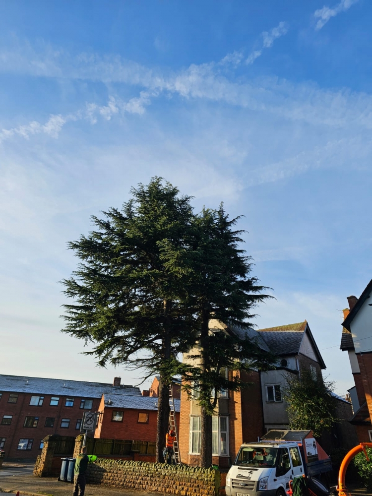 tree surgery nottingham