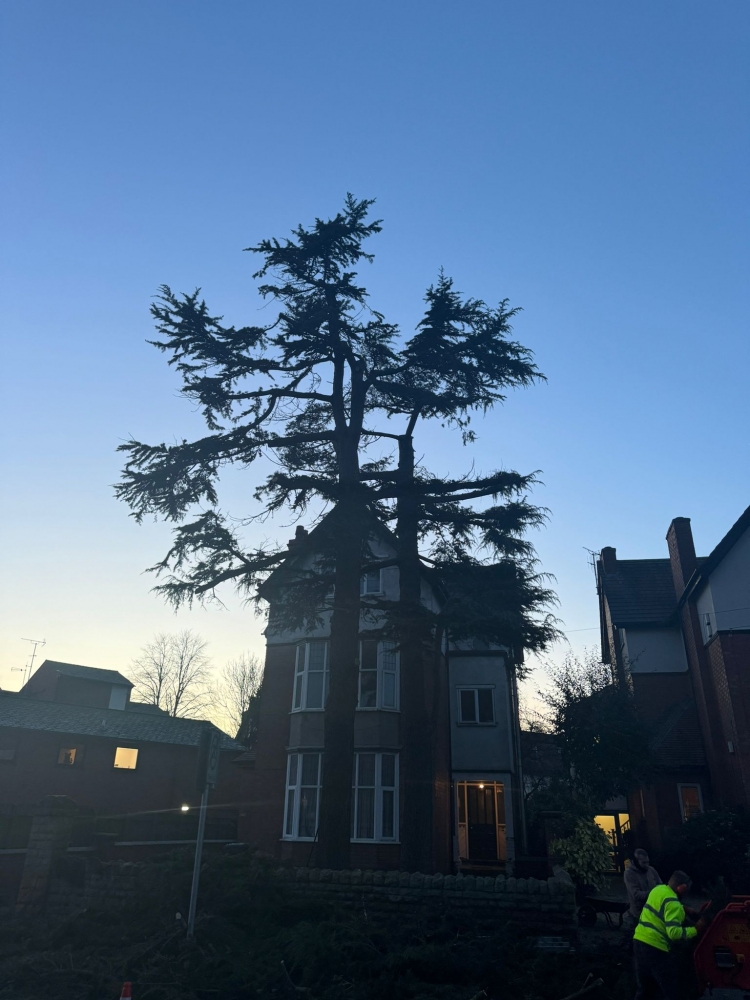 tree surgery nottingham