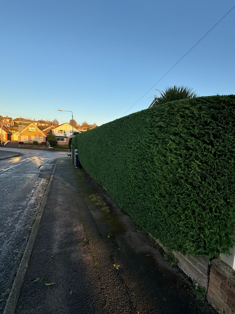 hedge trimming nottingham