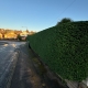 hedge trimming nottingham