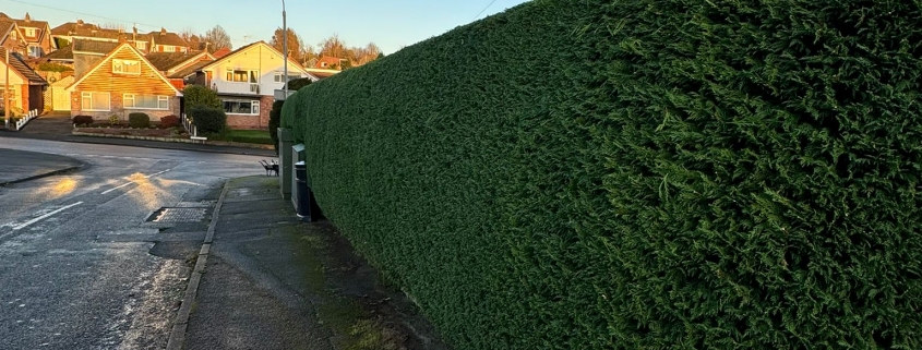 hedge trimming nottingham