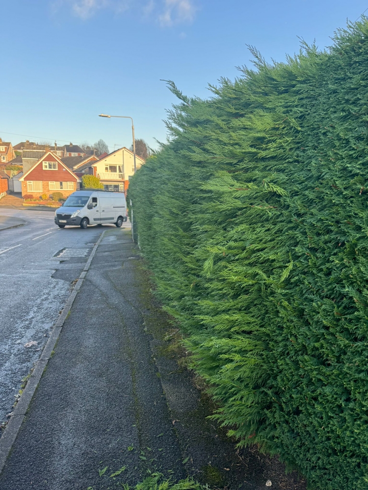 hedge trimming nottingham