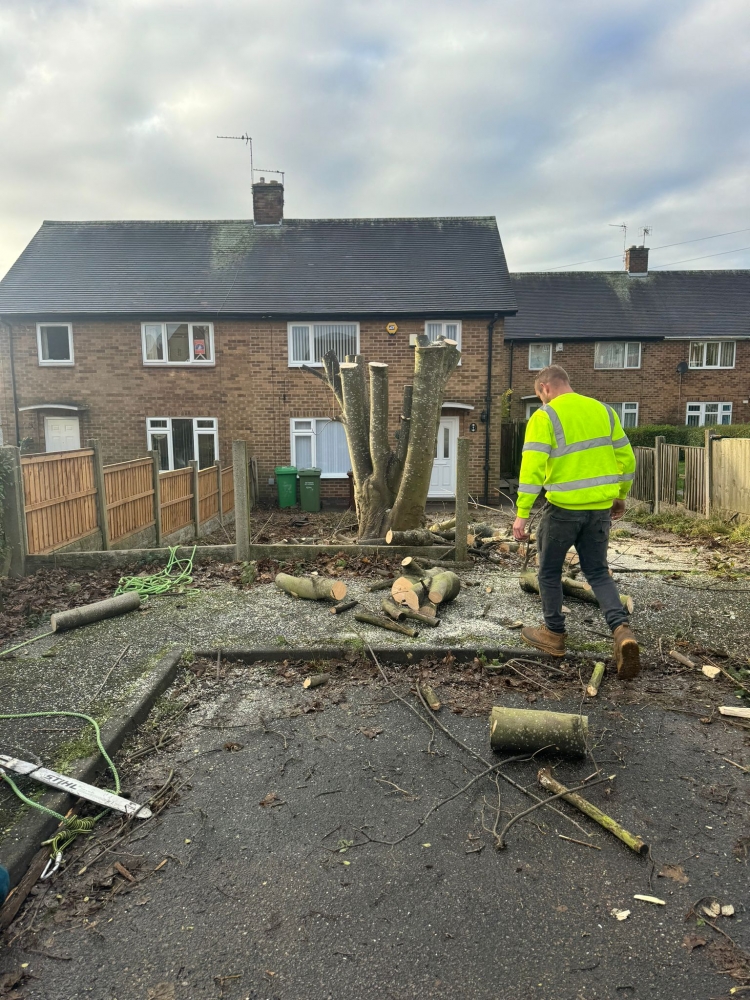 tree felling nottingham