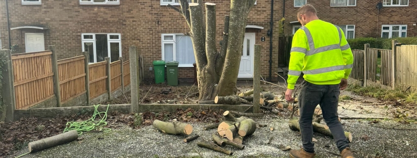 tree felling nottingham