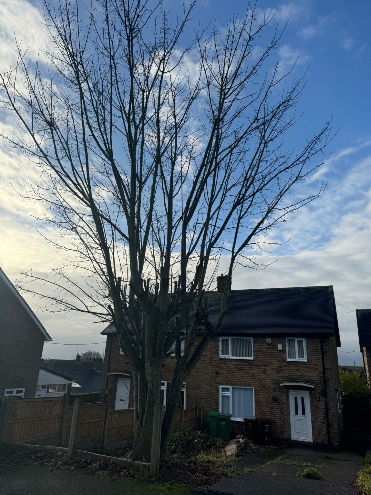 tree felling nottingham