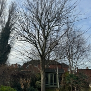 tree pruning nottingham