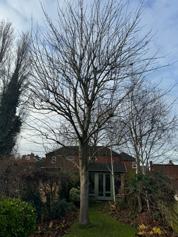 tree pruning nottingham