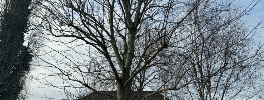 tree pruning nottingham