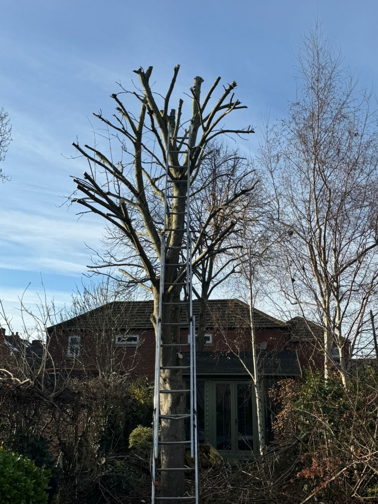 tree pruning nottingham