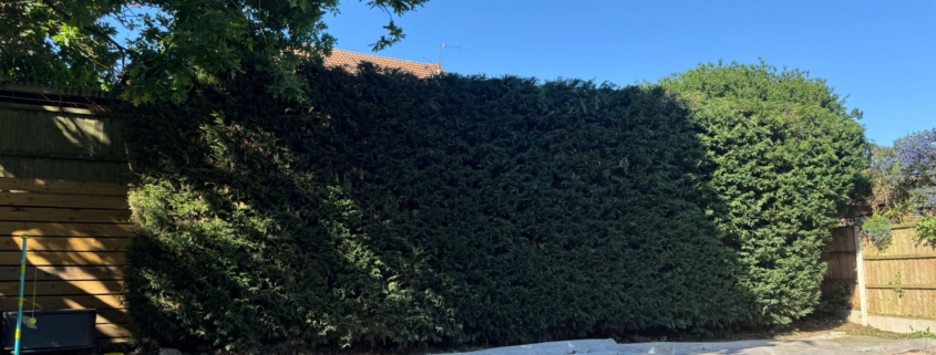 Hedge Trimming Nottingham