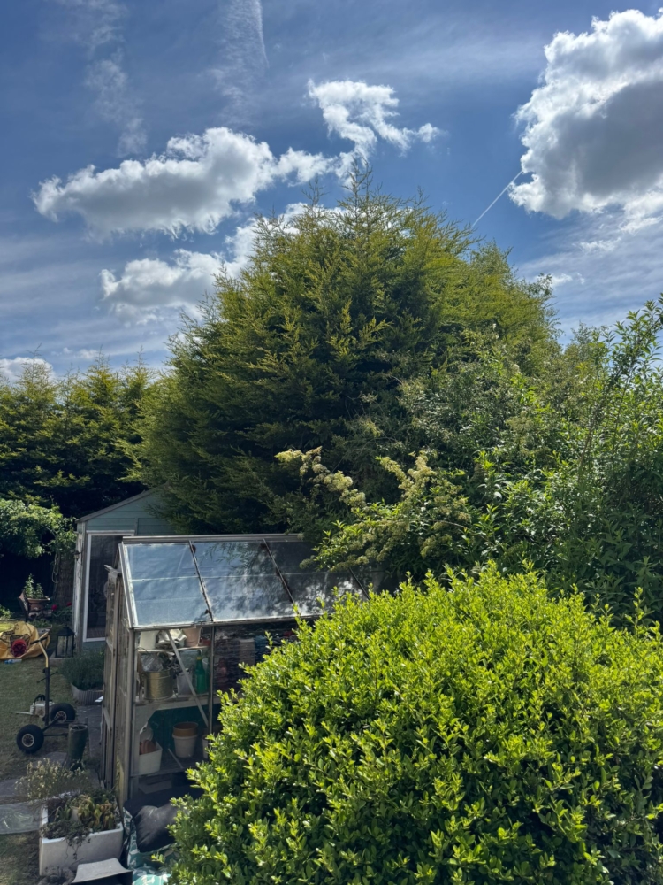 Hedge Reduction In Beeston