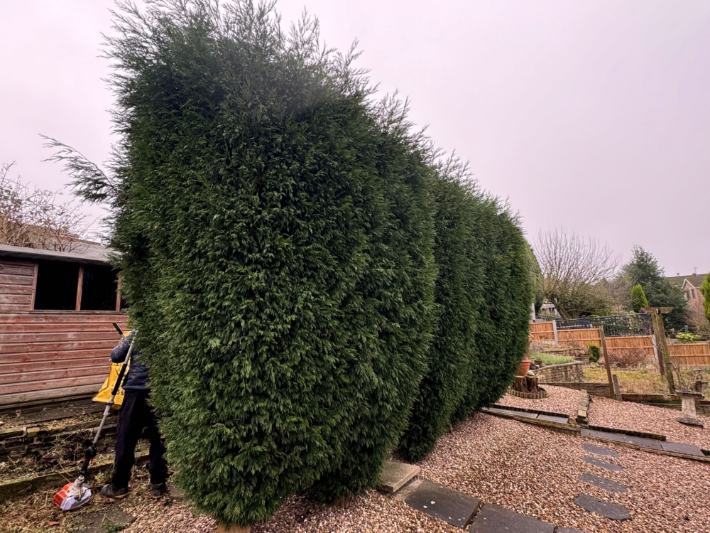 hedge trimming derby