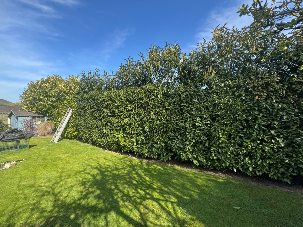hedge trimming derby