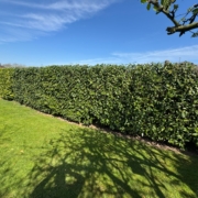 hedge trimming derby