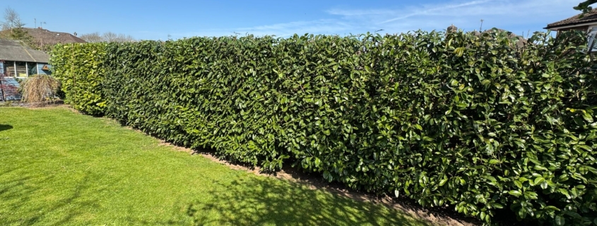 hedge trimming derby