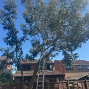 local tree surgery near me in nottingham