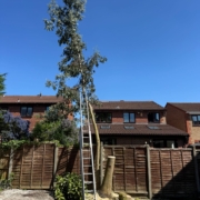 How Much Is Tree Surgery in Nottingham