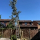 How Much Is Tree Surgery in Nottingham